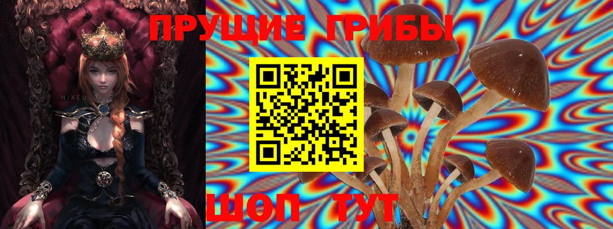 Сорочинск  магазин    Вход с VPN  Псилоцибиновые грибы прущие грибы 